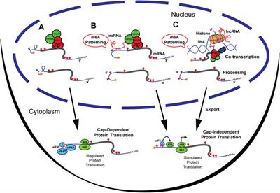 LncRNAs and Chromatin Modifications Pattern m6A Methylation at the Untranslated Regions of mRNAs